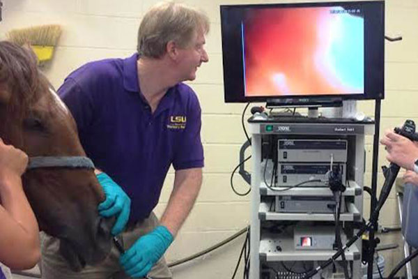 performing an endoscope on a horse
