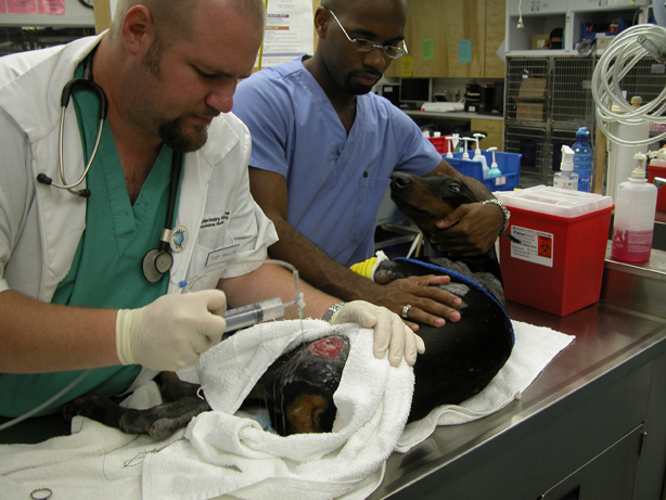 DVM student Toby Wallis and a vet tech work on a Doberman Pinscher